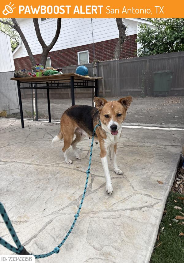 Found/Stray Female Dog last seen Lorenz Rd and Broadway, San Antonio, TX 78209