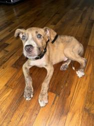 Found/Stray Male Dog last seen Walmart, Columbus, GA 31901