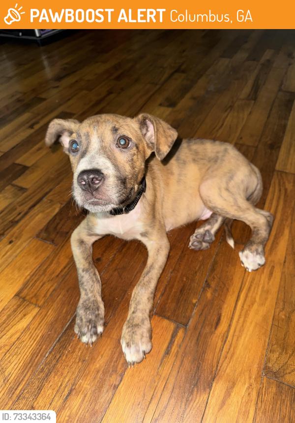 Found/Stray Male Dog last seen Walmart, Columbus, GA 31901