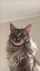 Reunited Female Cat last seen Buthurst, Toronto, ON M6B 2S3