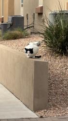 Reunited Unknown Cat last seen Near San Pedro Dr NE, Albuquerque, NM 87109