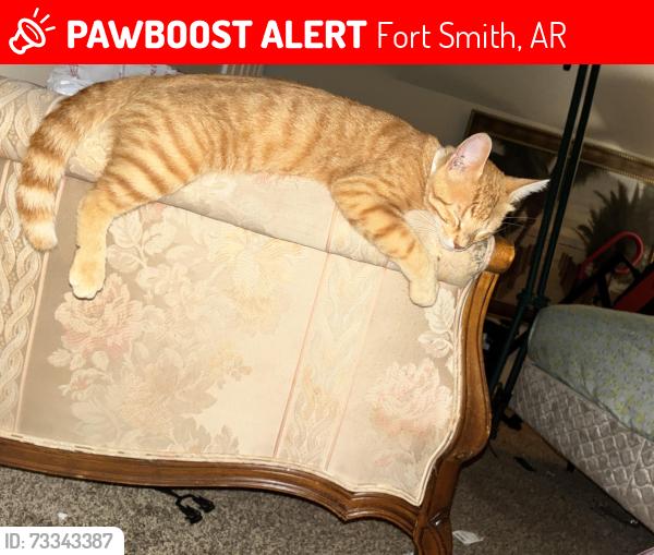 Lost Male Cat last seen Jenny Lind, Fort Smith, AR 72908