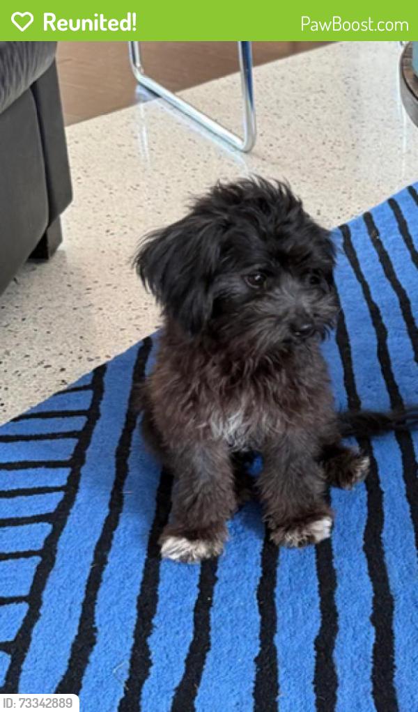 Reunited Male Dog last seen Bayview and NE. 12th Court, Fort Lauderdale, FL 33304