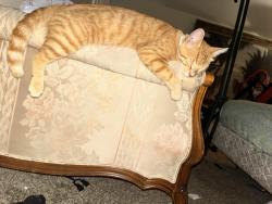 Lost Male Cat last seen Jenny Lind, Fort Smith, AR 72908