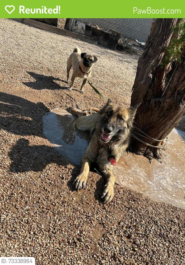 Reunited Unknown Dog last seen 12th Ave & 11th Ave Near Delicias Mexican Grill, Tucson, AZ 85756