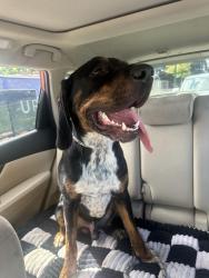 Found/Stray Male Dog last seen Union St, Schenectady, NY 12308