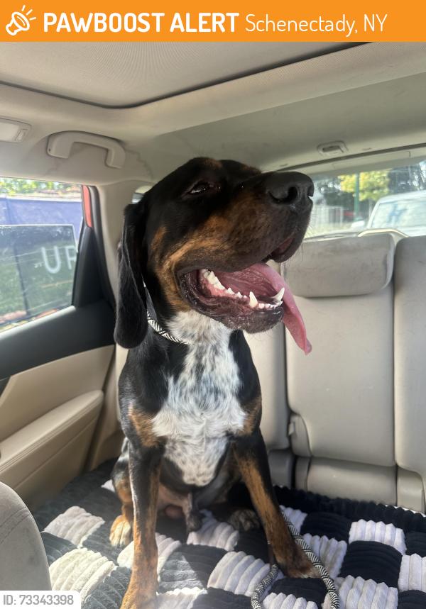 Found/Stray Male Dog last seen Union St, Schenectady, NY 12308
