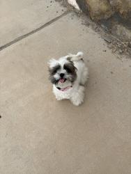 Reunited Unknown Dog last seen Near Ralph Seitsinger, El Paso, TX 79938, USA, El Paso, TX 79938