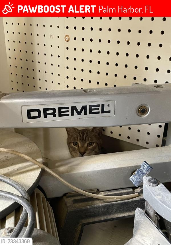 Lost Unknown Cat last seen Camille & highlands blvd north, Palm Harbor, FL 34684