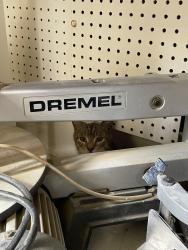 Lost Unknown Cat last seen Camille & highlands blvd north, Palm Harbor, FL 34684