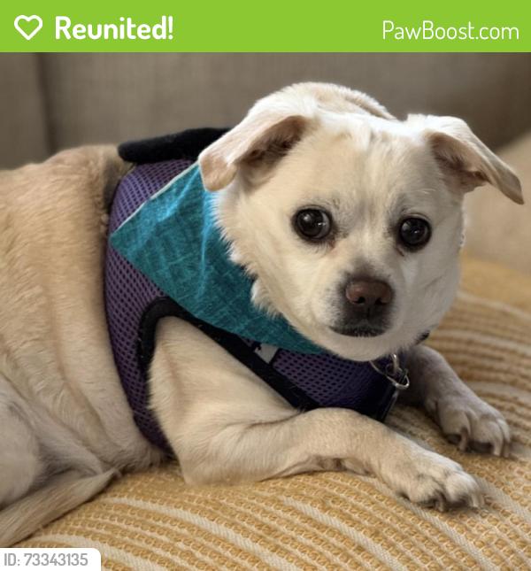 Reunited Male Dog last seen 151st and Switzer, Overland Park, Overland Park, KS 66221