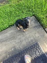 Found/Stray Female Dog last seen Kirkwood by alief center, Houston, TX 77072