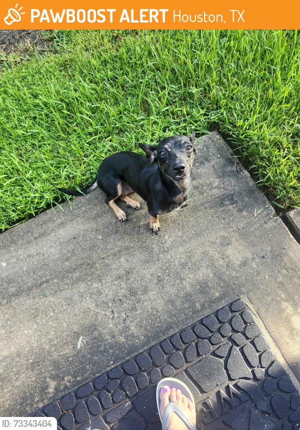 Found/Stray Female Dog last seen Kirkwood by alief center, Houston, TX 77072