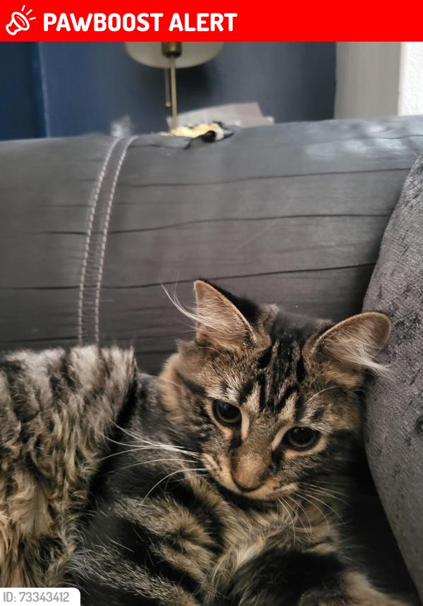 Lost Female Cat last seen Harrow lesuire centre, Greater London, England HA3 5AU