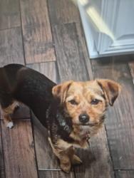 Lost Female Dog last seen Brooklyn Avenue, Dayton, OH 45417