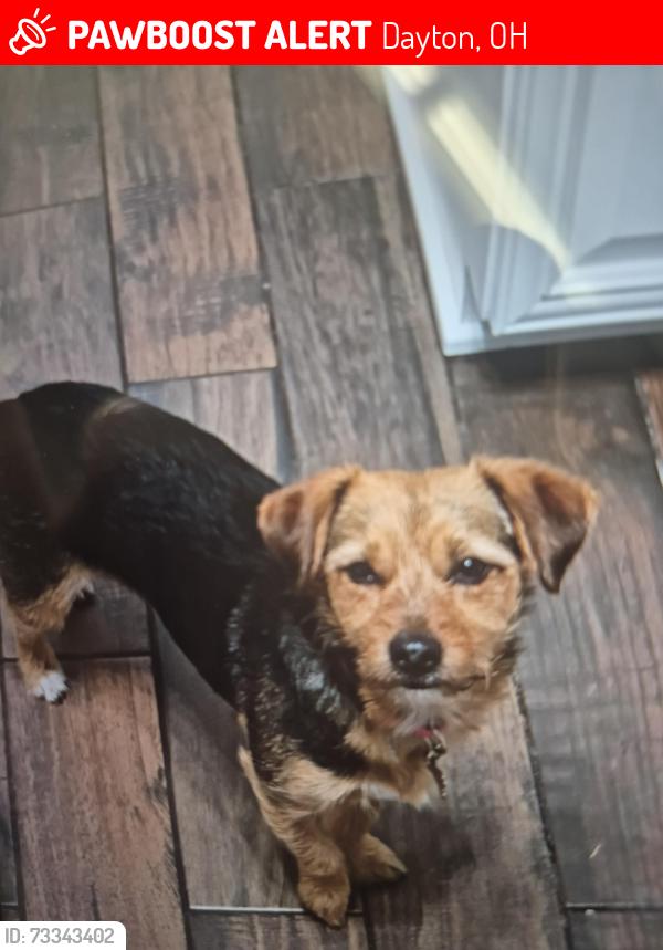 Lost Female Dog last seen Brooklyn Avenue, Dayton, OH 45417