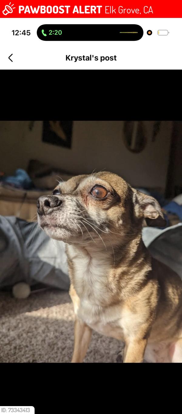 Lost Female Dog last seen Near Westham Way Elk Grove Ca, Elk Grove, CA 95624