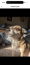 Lost Female Dog last seen Near Westham Way Elk Grove Ca, Elk Grove, CA 95624