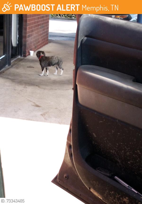Found/Stray Unknown Dog last seen Perkins and Cottonwood, Memphis, TN 38117