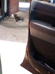 Found/Stray Unknown Dog last seen Perkins and Cottonwood, Memphis, TN 38117