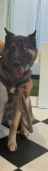 Reunited Male Dog last seen Euclid ant Ridgeway, National City, CA 91950