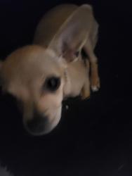 Reunited Female Dog last seen 54th Ave, Vancouver, BC V6P 1M2
