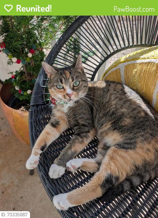 Reunited Female Cat last seen Chapel Hill Rd., Durham, NC 27707