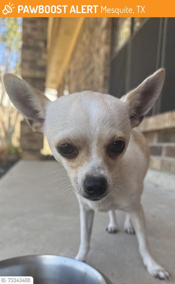 Found/Stray Female Dog last seen Independence Dr and Chisolm Trail, Mesquite, TX 75150