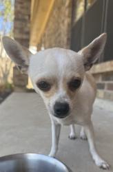 Found/Stray Female Dog last seen Independence Dr and Chisolm Trail, Mesquite, TX 75150