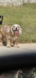 Reunited Female Dog last seen Glacier Rdg, Amistad Ln, Wellington, and Flatiron Dr, Corinth, TX 76210