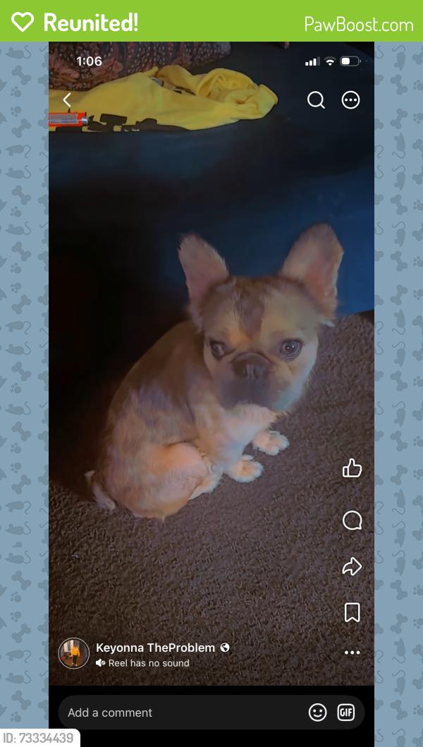 Reunited Male Dog last seen McPherson and west 8th street, Cincinnati, OH 45205