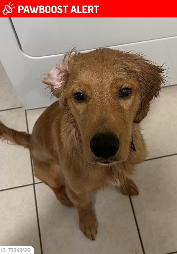 Lost Male Dog last seen lewis-Richland High School, North Richland Hills, TX 76180