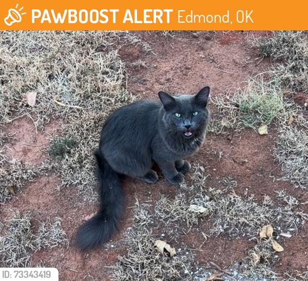 Found/Stray Unknown Cat last seen Mill creek rd Edmond, Oklahoma, Edmond, OK 73025