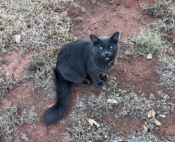 Found/Stray Unknown Cat last seen Mill creek rd Edmond, Oklahoma, Edmond, OK 73025