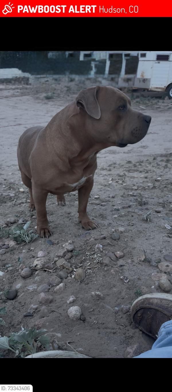Lost Male Dog last seen 197th Way & 195th ave, Hudson, CO 80642