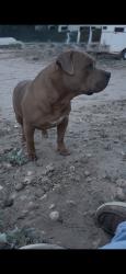 Lost Male Dog last seen 197th Way & 195th ave, Hudson, CO 80642