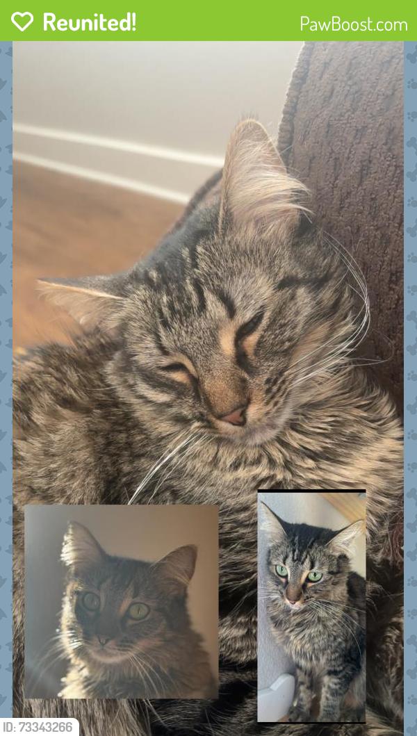 Reunited Female Cat last seen Sadler Dr, Leah Ave, San Marcos, TX 78666