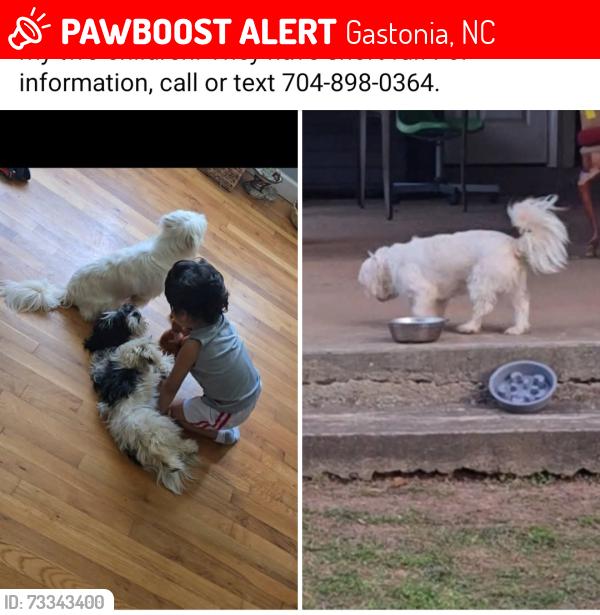 Lost Female Dog last seen Ranlo ,Ozark, Gastonia, NC 28054