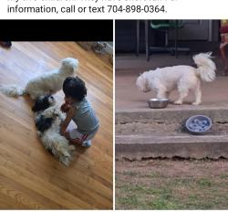 Lost Female Dog last seen Ranlo ,Ozark, Gastonia, NC 28054