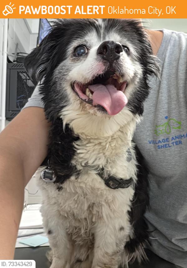 Found/Stray Male Dog last seen Near NW 115th st, Oklahoma City, OK 73120