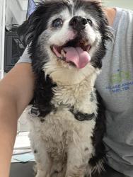 Found/Stray Male Dog last seen Near NW 115th st, Oklahoma City, OK 73120
