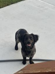 Found/Stray Female Dog last seen Red clay park, Apison, TN 37302