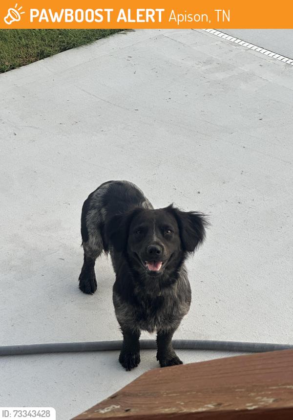 Found/Stray Female Dog last seen Red clay park, Apison, TN 37302