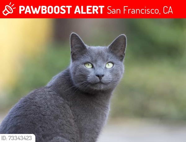 Lost Female Cat last seen Broderick, San Francisco, CA 94115