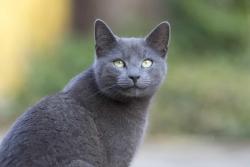 Lost Female Cat last seen Broderick, San Francisco, CA 94115