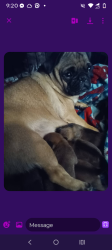 Lost Female Dog last seen Near s Second St Abilene TX, Abilene, TX 79605
