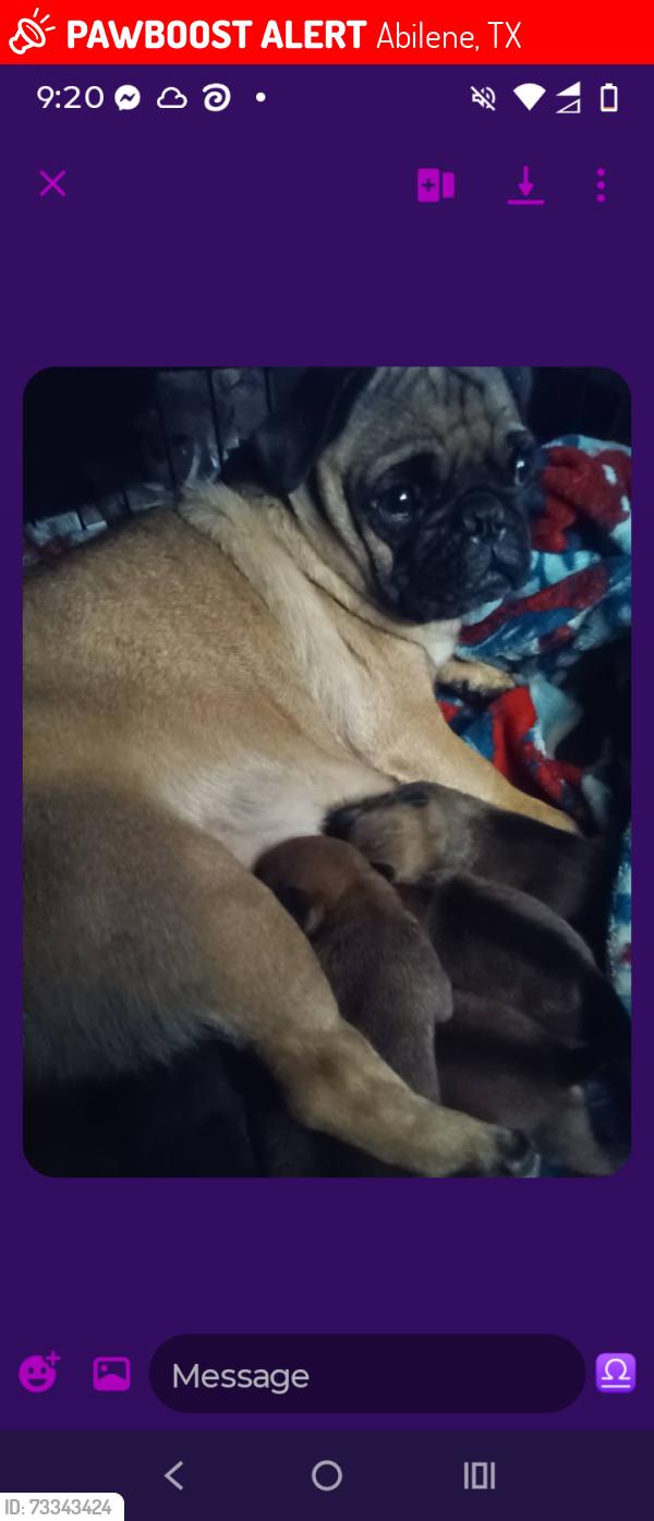 Lost Female Dog last seen Near s Second St Abilene TX, Abilene, TX 79605