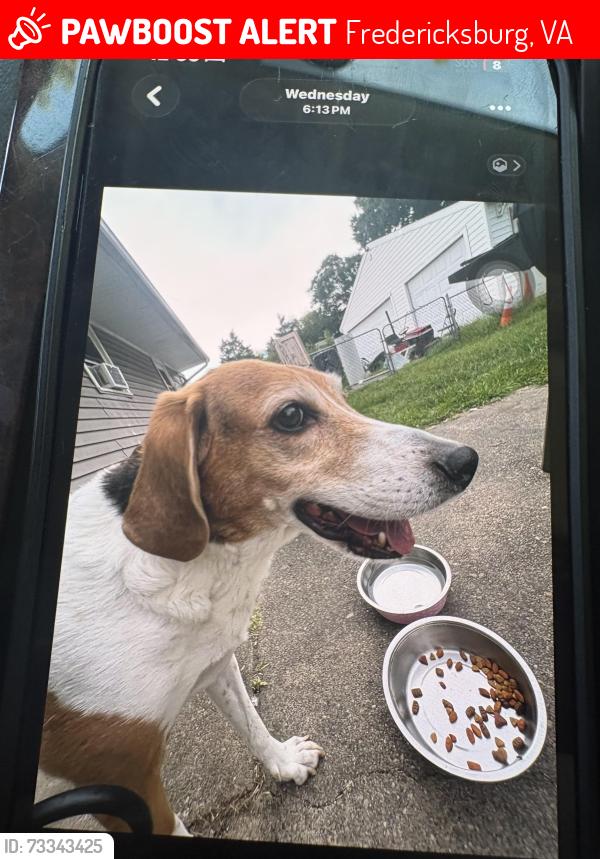 Lost Male Dog last seen Near Edwards dr Grafton village, Fredericksburg, VA 22405
