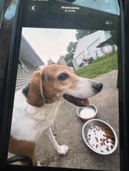 Lost Male Dog last seen Near Edwards dr Grafton village, Fredericksburg, VA 22405