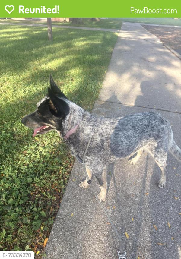 Reunited Female Dog last seen Elmdale Road in South Street, Toledo, OH 43609